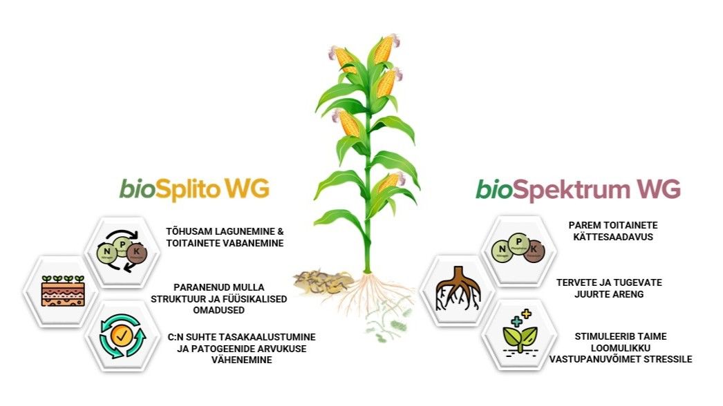 BioSplito ja BioSpektrumi koosmõju