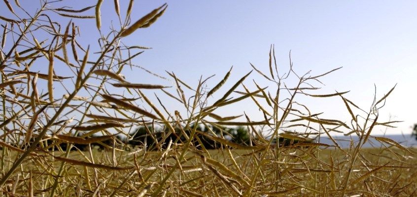 Kõtrade kaitse - Baltic Agro