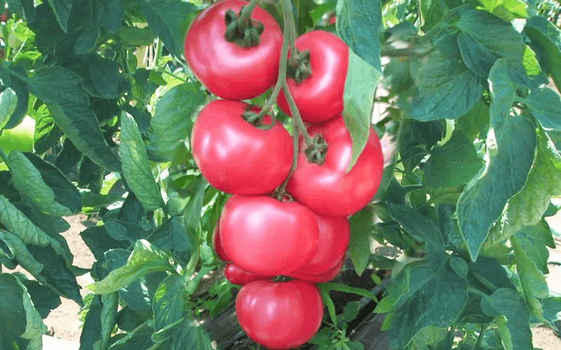 Honey Moon - Baltic Agro