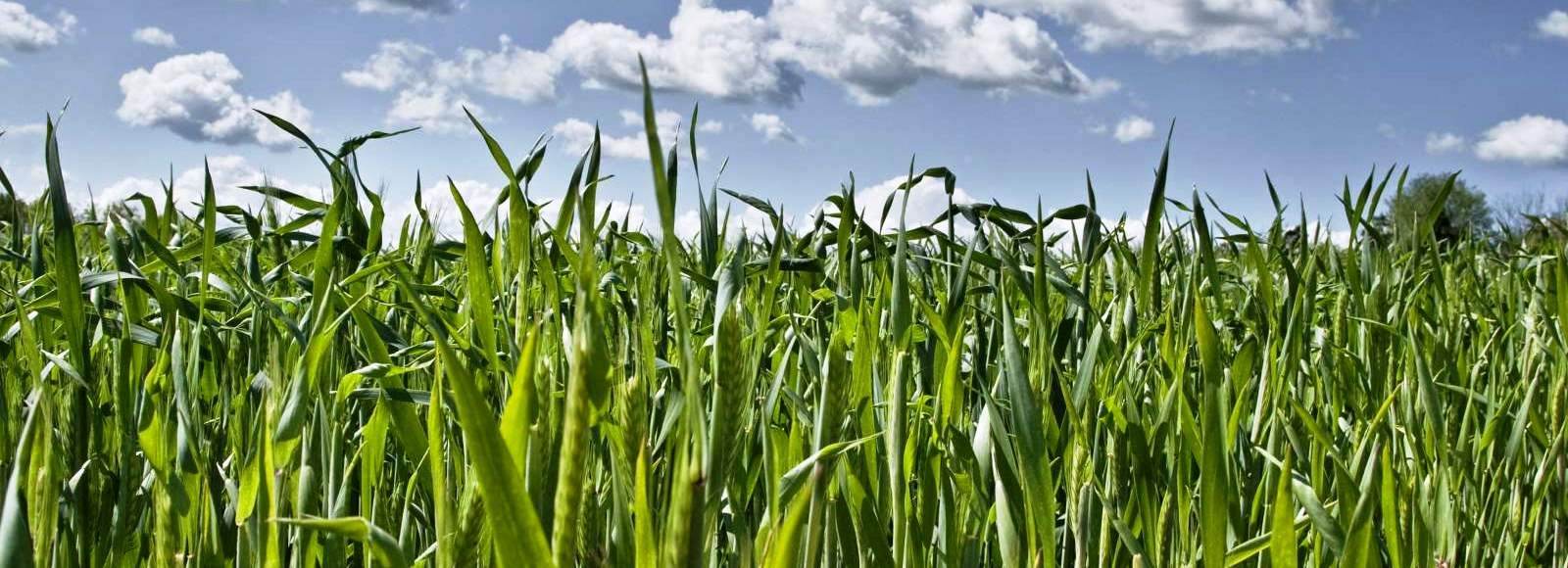 Väetised - Baltic Agro