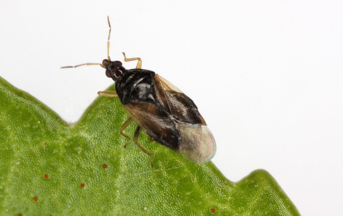 Orius majusculus - Baltic Agro