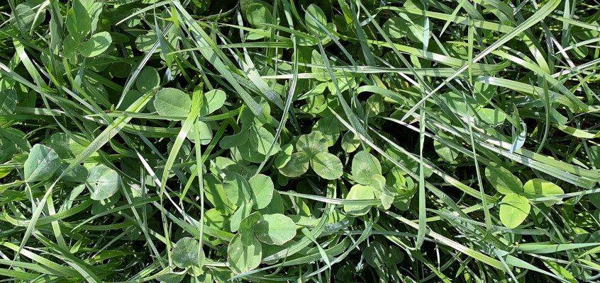 Rohumaa ja silo kui piimatootmise alus - Baltic Agro