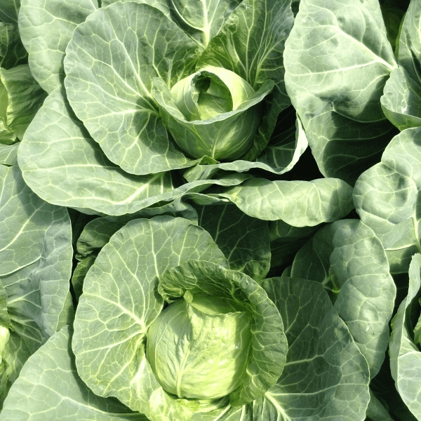 Rapidion - Baltic Agro