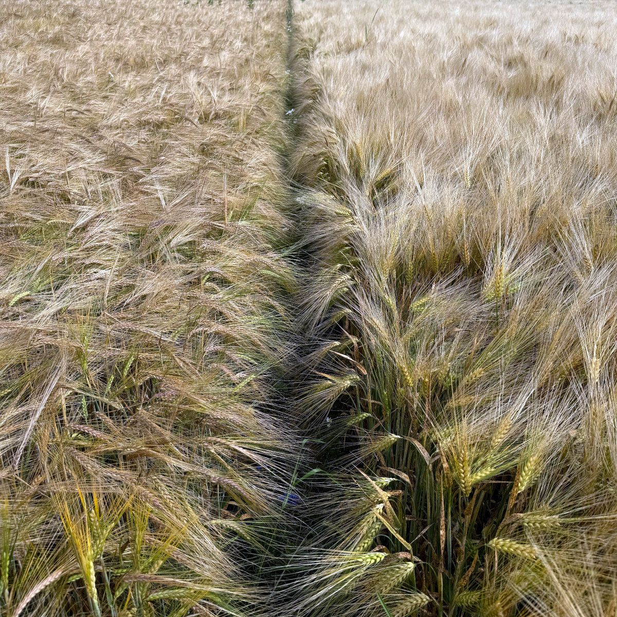 Taliodra sordivõrdluskatse - Baltic Agro