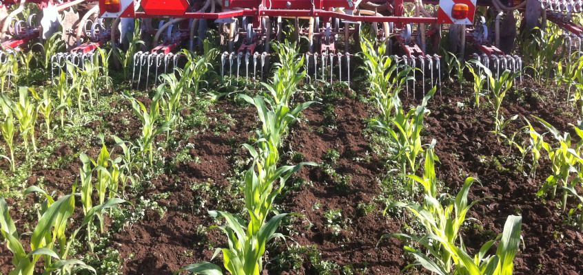 Maisi sordivõrdlus 2023 - Baltic Agro