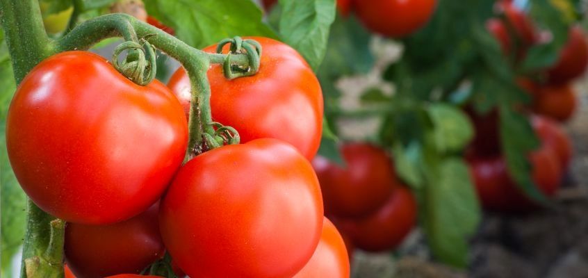 Tomati kahjuritõrje kasuritega - Baltic Agro
