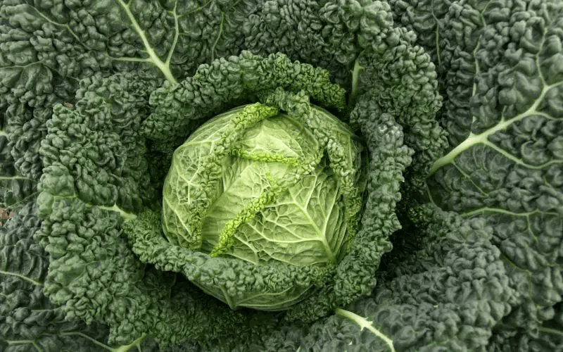 Capriccio - Baltic Agro