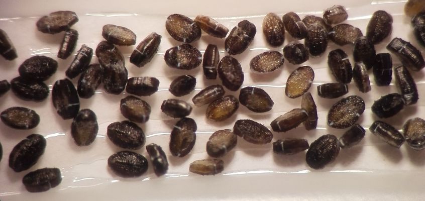 Kasvuhoonekarilaste bioloogiline tõrje - Baltic Agro