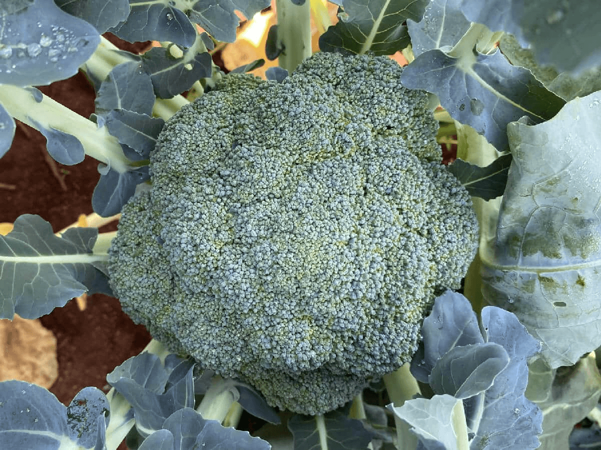 Naxos - Baltic Agro
