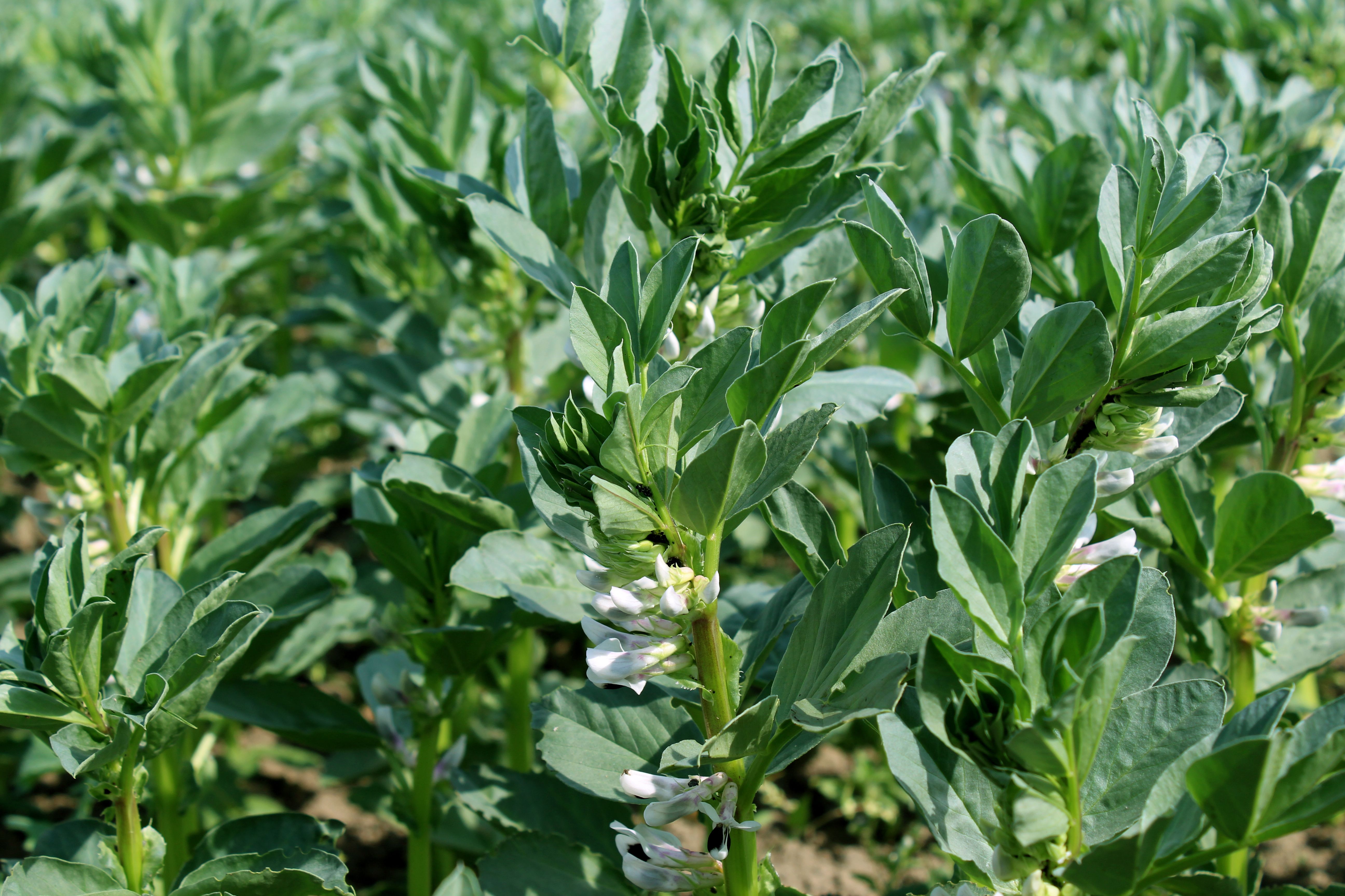 Põlduba - Baltic Agro